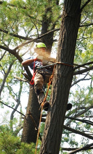 Élagueur professionnel taillant un arbre en hauteur