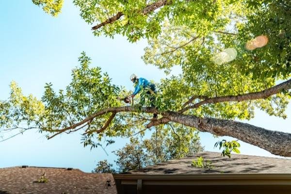 Élagage d'un arbre par un grimpeur
