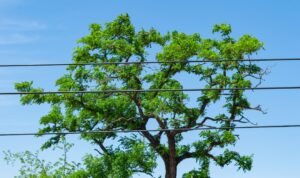 Élagage lignes électriques : 5 règles essentielles à connaître en 2026