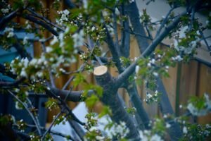 Élagage printemps : Guide complet pour rajeunir vos arbres en 2026