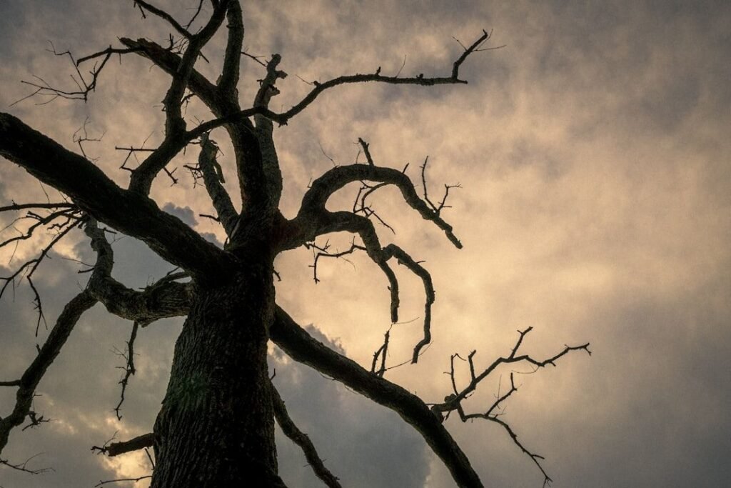Branches d'arbre se découpant sur le ciel (#30)