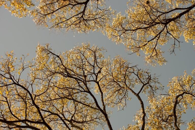 Élagueur professionnel effectuant un élagage arbre prix compétitif avec équipement de sécurité