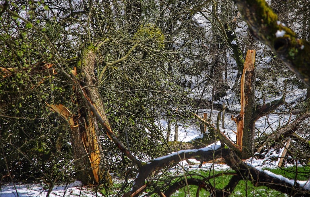 Arbre déraciné et endommagé après tempête nécessitant un élagage d'urgence