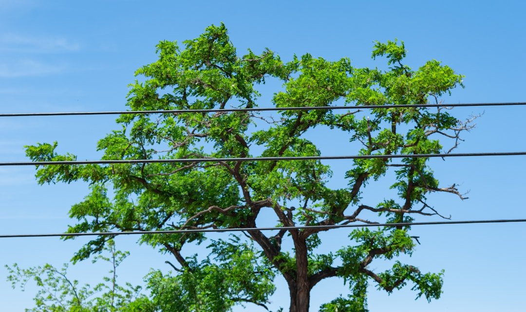 Illustration dangerous tree branches touching electricity cables