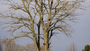 Élagage arbre prix 2026 : Guide complet des coûts et facteurs de variation
