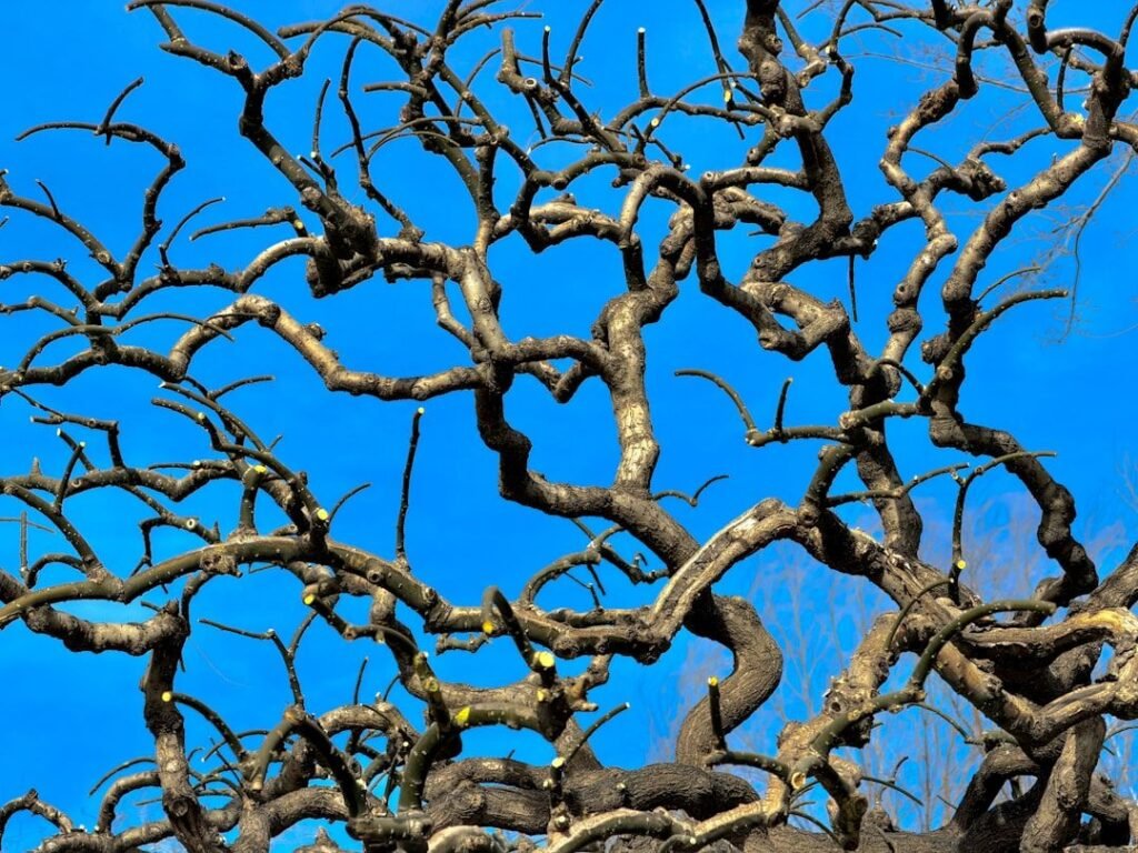 Arbre et végétation — élagage professionnel (#1)