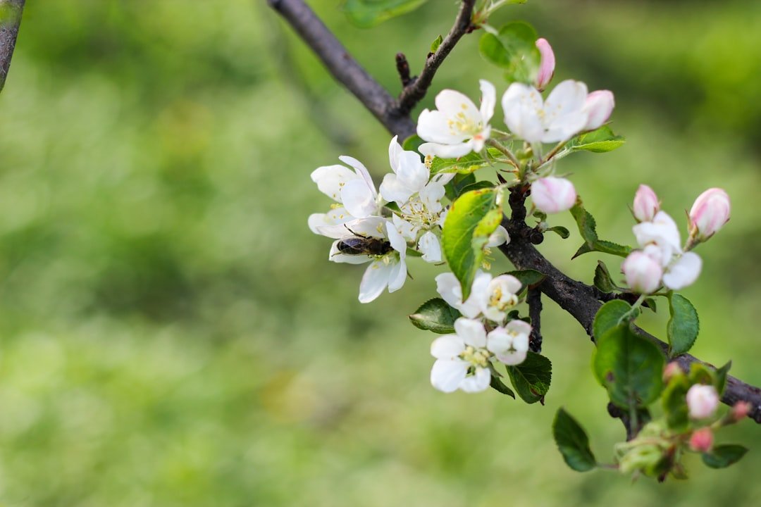 Illustration fruit tree pruning springtime apple pear