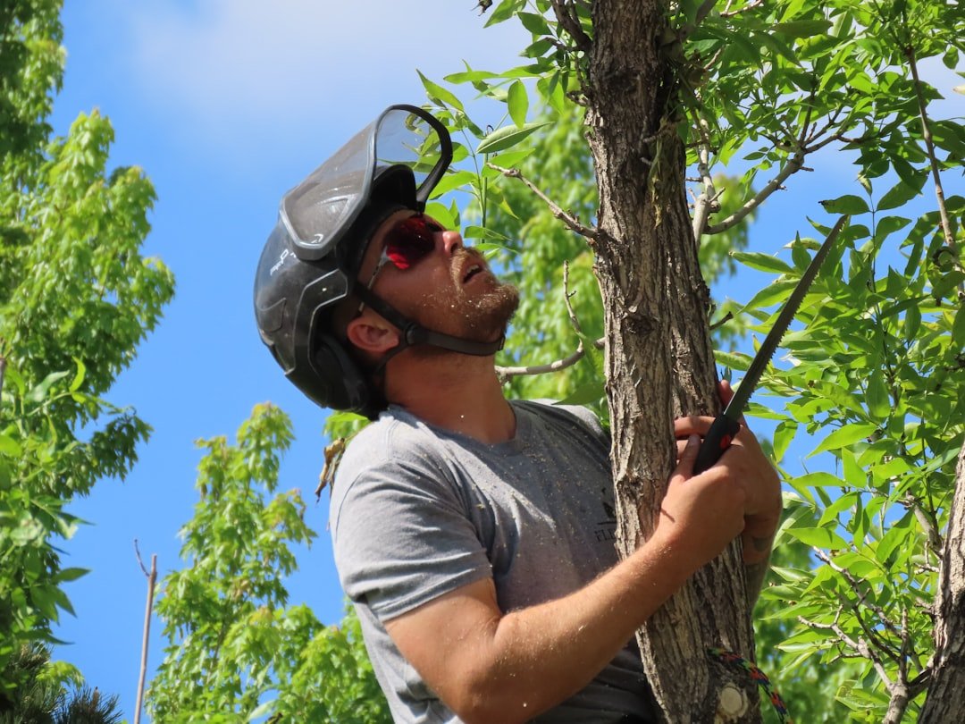 Étapes d'élagage printemps d'un arbre fruitier montrant la cicatrisation naturelle