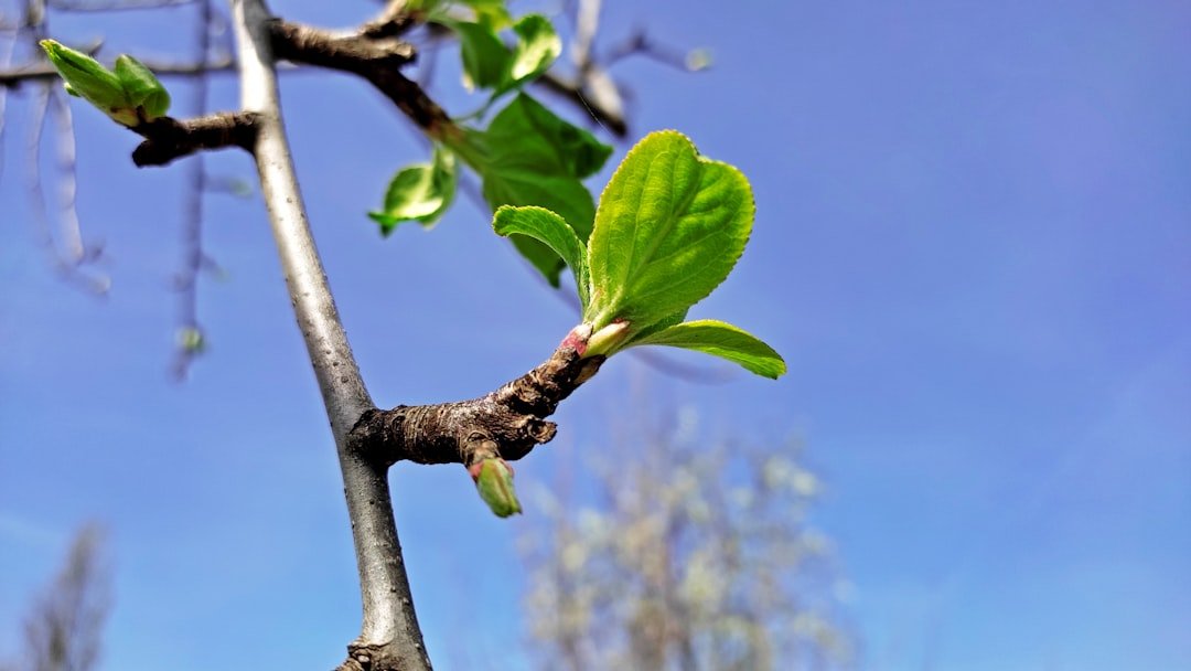 Arbre après un élagage printemps bien réalisé montrant la nouvelle croissance avec bourgeons