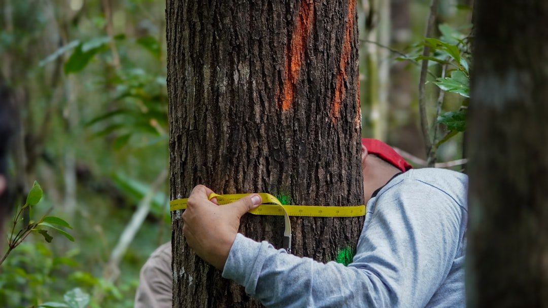 Illustration tree inspection assessment damage prevention