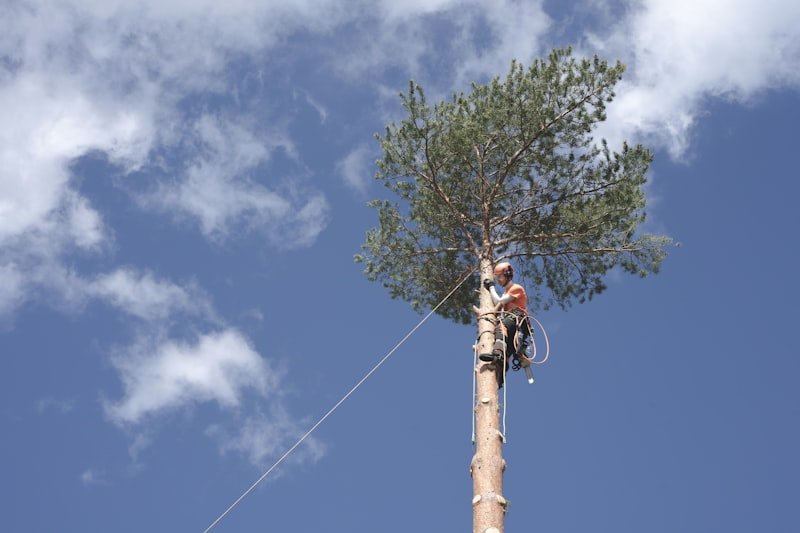 Arboriste grimpeur avec casque et corde de securite elagage