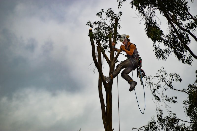 Grimpeur arboriste avec equipements de securite elagage en hauteur
